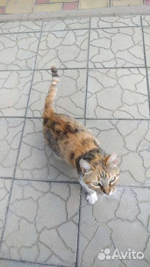 Кошка помогает