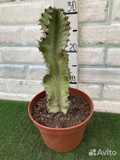 Эуфорбии редкие из питомника