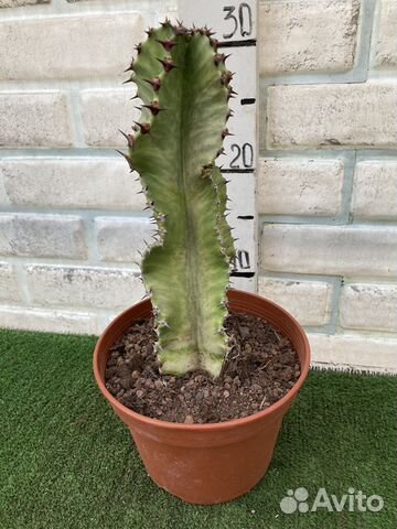 Эуфорбии редкие из питомника