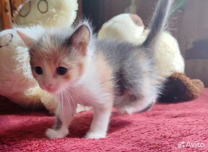 Котенок