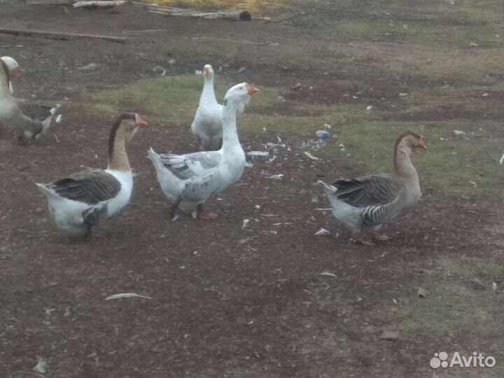 Гуси