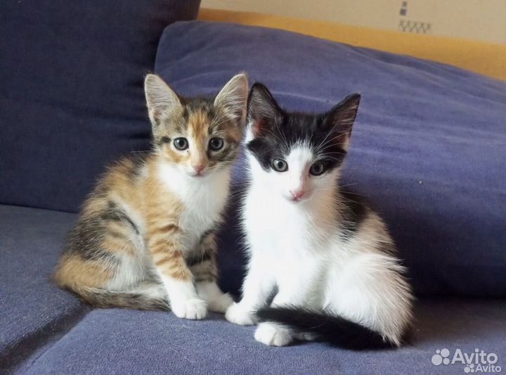 Кошка в дар