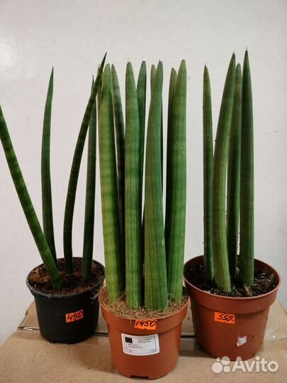 Стрелиция, Аглаонема, Аукуба, Сансивиерия, Мирт