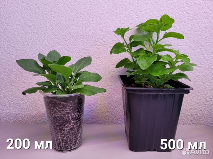 Петуния Тайдл Вейв, Малиновые жилки, Бьянка