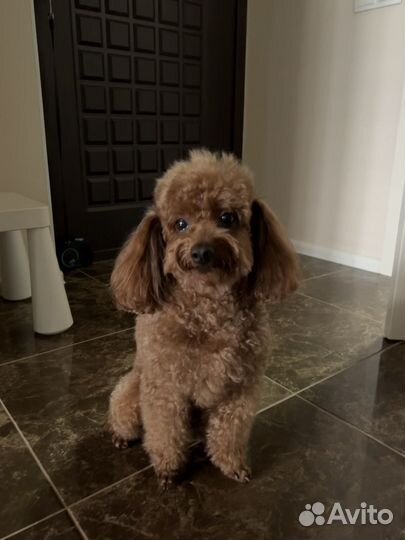 Ищем девочку для вязки