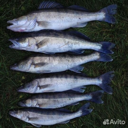 Свежая рыба судак