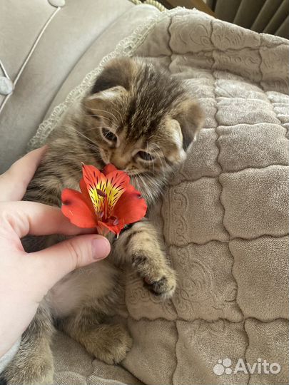 Бесплатно котята