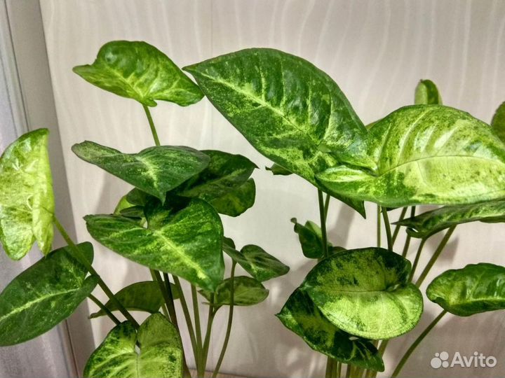 Цветы домашние в большом ассортименте