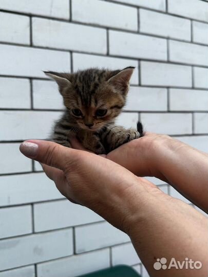 Шотландские котята