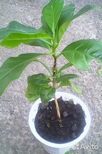 Кофе арабика (растение)