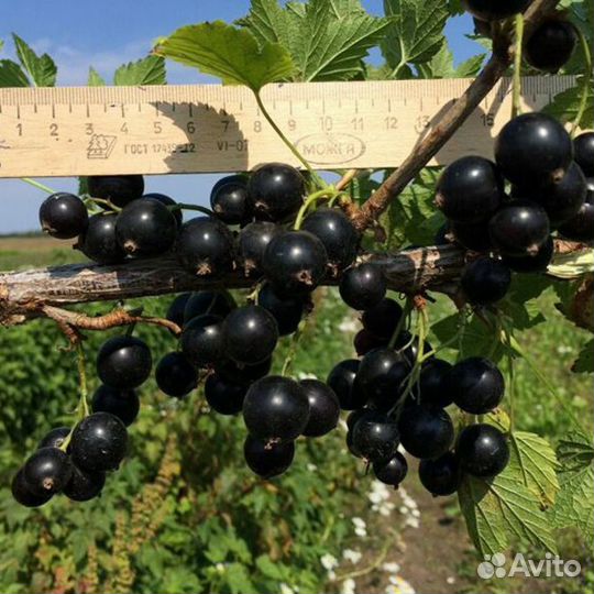 Черная смородина сорт Ядреная