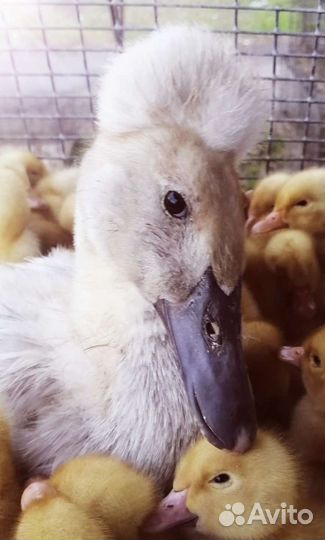 Утята, Бройлер, Мулард