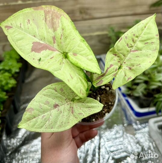 Комнатные цветы