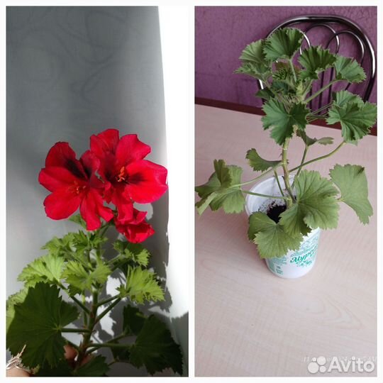 Пеларгония королевская