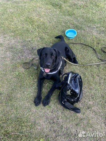 Лабрадор (вязка)