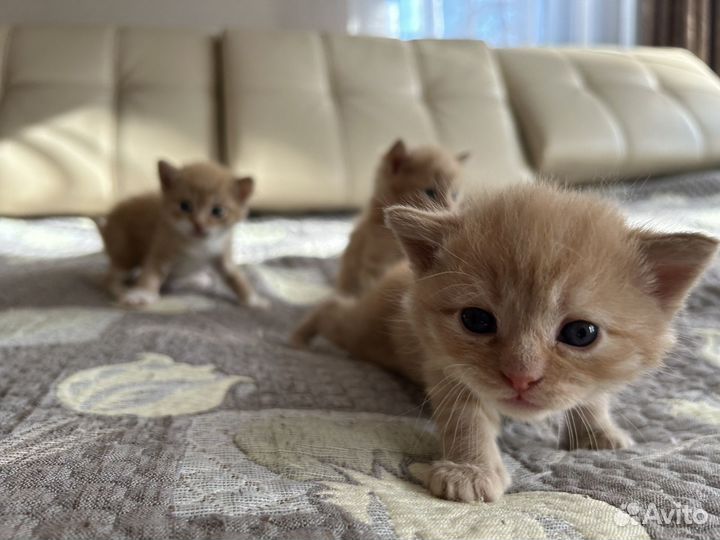 Котята