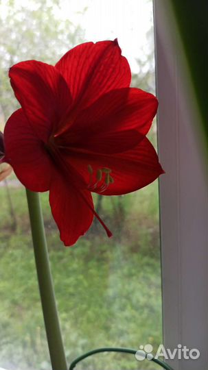 Гиппиаструм