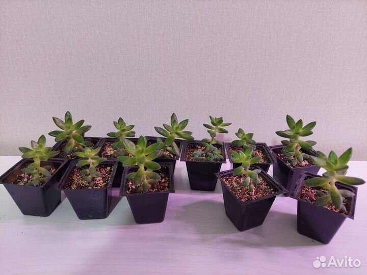 Суккуленты