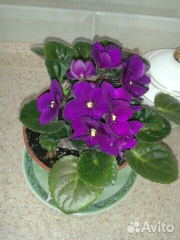 Фиалка кустик, листик фиолетовая, розовая, бордо м