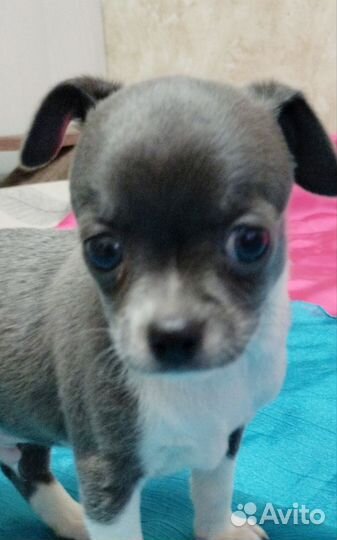 Чихуахуа, голубой красавец