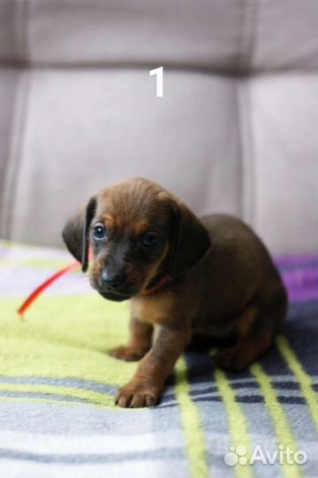 Щенок шоколадной таксы
