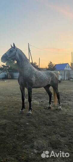 Жеребец