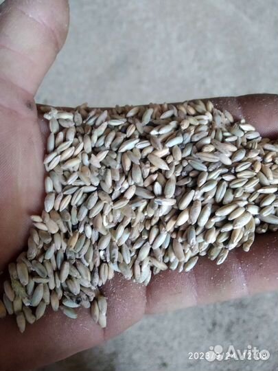 Ячмень рожь