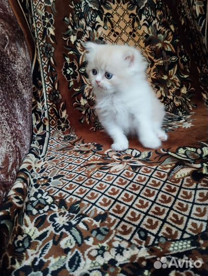 Продаю котят