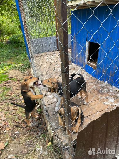 Щенки русской и эстонской гончей