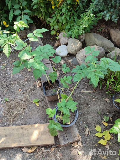 Малиновое дерево Сказка