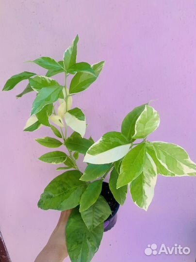 Каладиум, фикусы, домашние растения