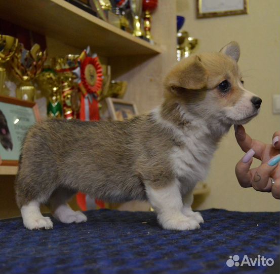 Девочки Вельш Корги Пемброк