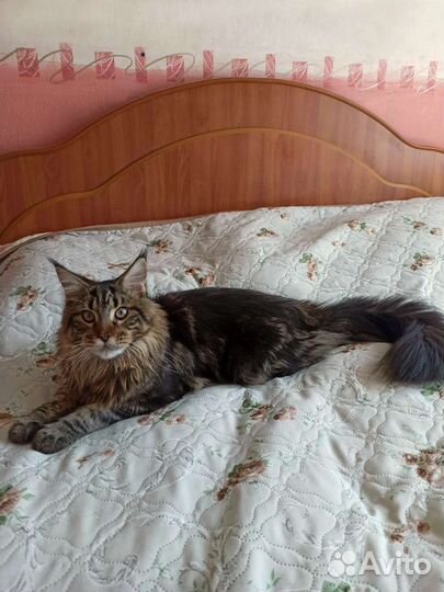 Котята мейн-кун