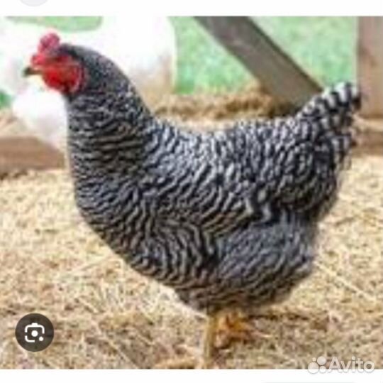 Куры молодки