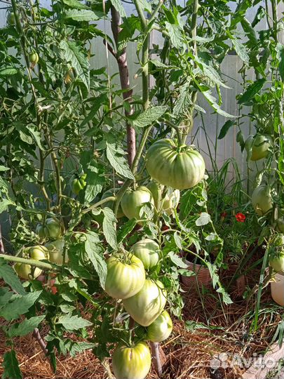 Семена коллекционных томатов