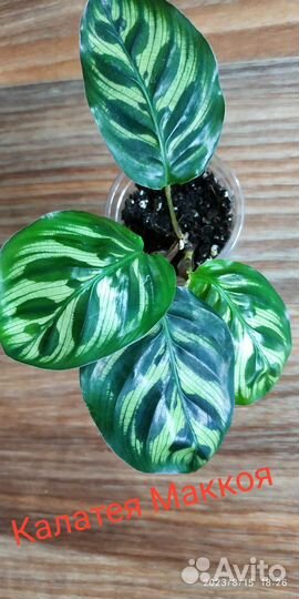 Фиалка, эпипремнум