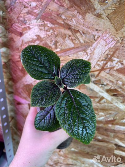 Плектрантус комнатная мята