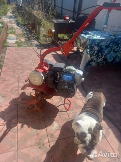 Мотоблоки и культиваторы