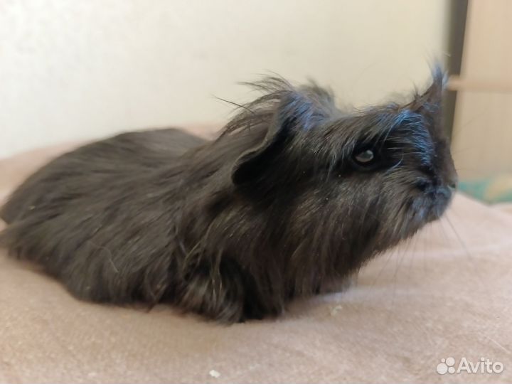 Морские свинки