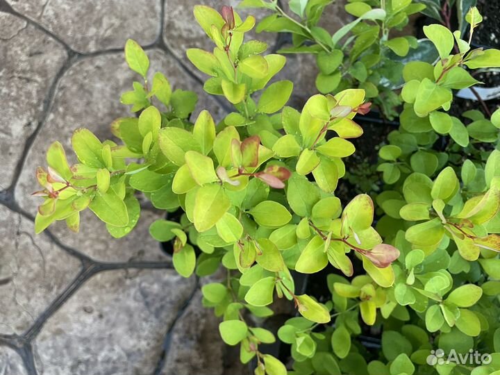 Барбарис Лимончелло