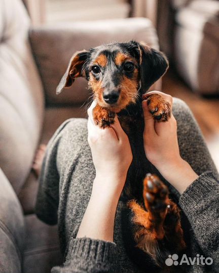 Маленький Дорки ждёт только вас