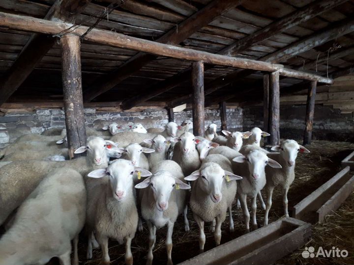 Сено свежое