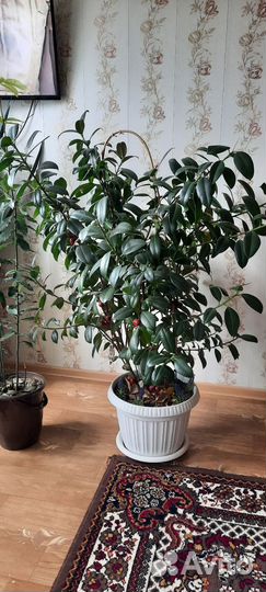 Комнатные растения цветы