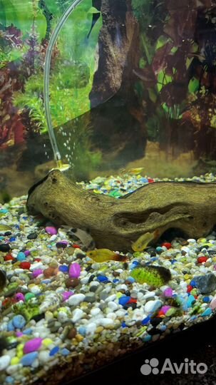 Аквариумные рыбки