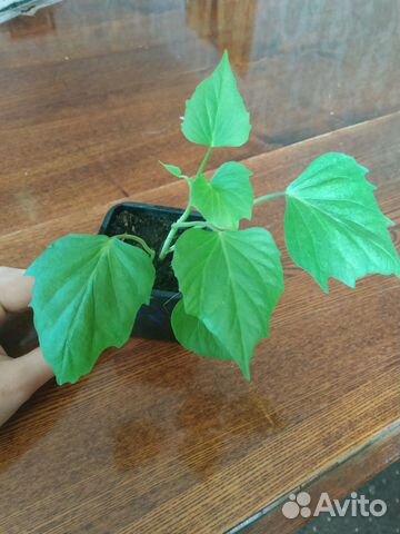 Рассада батата