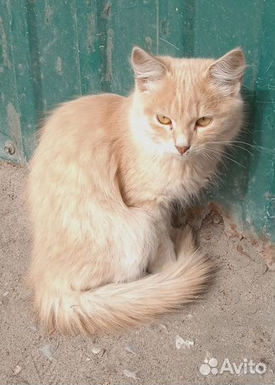 Рыжий котенок мальчик