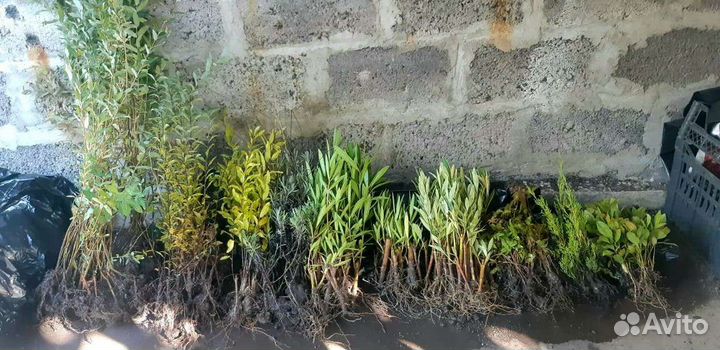 Растения окс опт