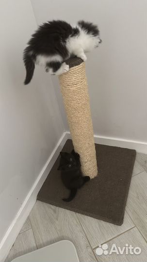 Отдам в добрые руки