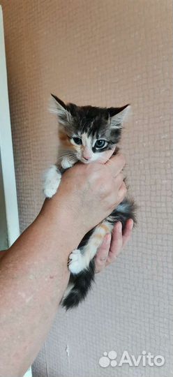 Трехцветный котенок 1.5месяца