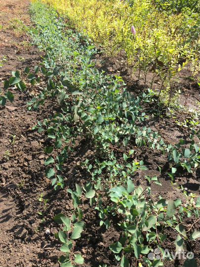 Саженцы в ассортименте